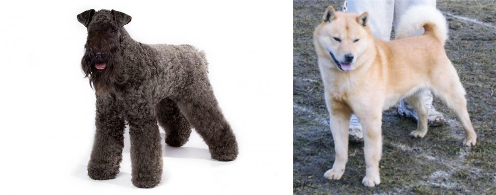 Hokkaido vs Kerry Blue Terrier - Breed Comparison