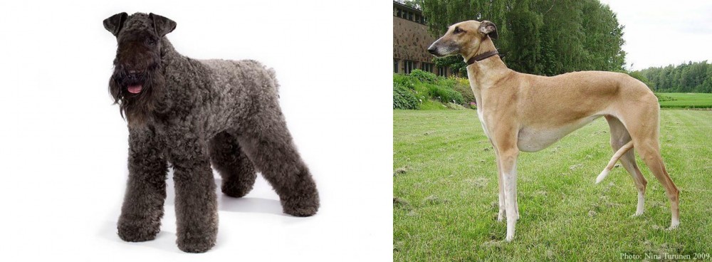 Hortaya Borzaya vs Kerry Blue Terrier - Breed Comparison