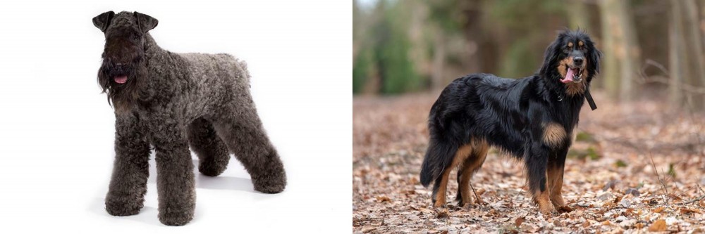 Hovawart vs Kerry Blue Terrier - Breed Comparison