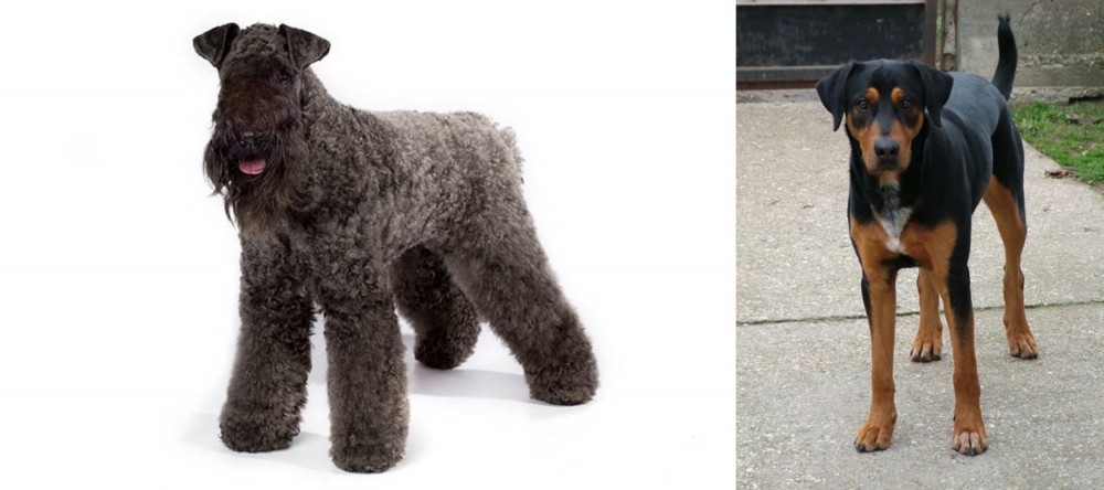 Hungarian Hound vs Kerry Blue Terrier - Breed Comparison