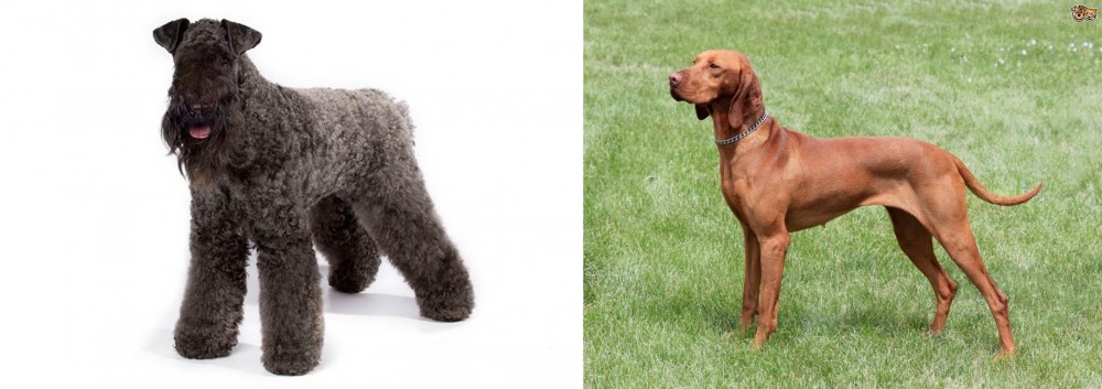 Hungarian Vizsla vs Kerry Blue Terrier - Breed Comparison