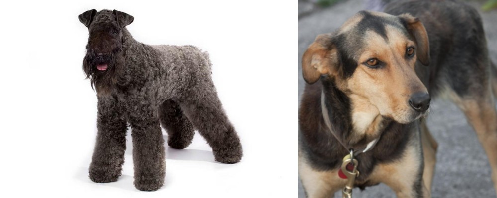Huntaway vs Kerry Blue Terrier - Breed Comparison