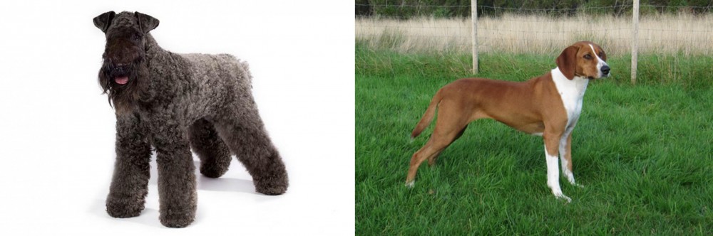 Hygenhund vs Kerry Blue Terrier - Breed Comparison