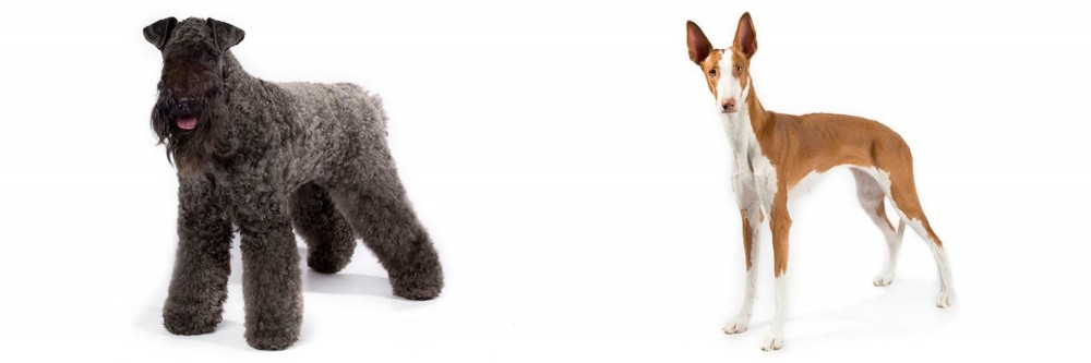 Ibizan Hound vs Kerry Blue Terrier - Breed Comparison