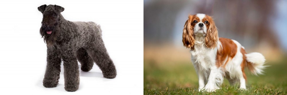 King Charles Spaniel vs Kerry Blue Terrier - Breed Comparison