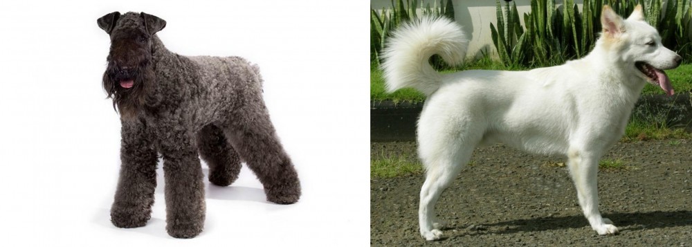Kintamani vs Kerry Blue Terrier - Breed Comparison