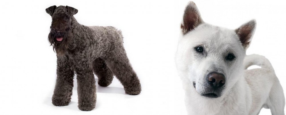 Kishu vs Kerry Blue Terrier - Breed Comparison