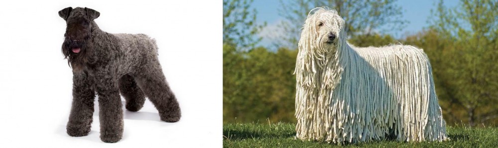 Komondor vs Kerry Blue Terrier - Breed Comparison
