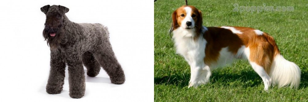 Kooikerhondje vs Kerry Blue Terrier - Breed Comparison