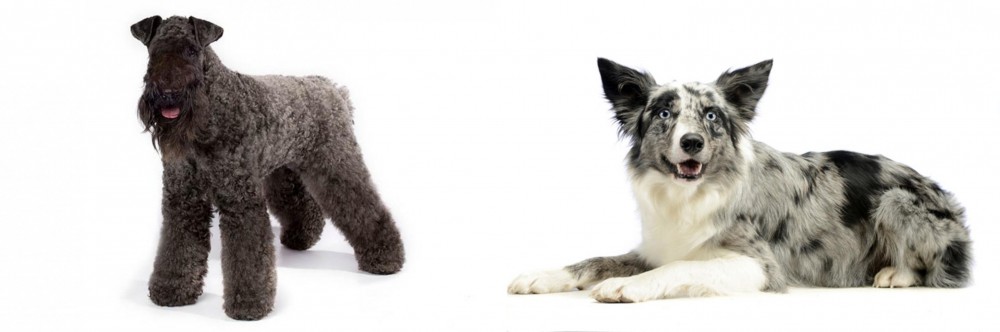 Koolie vs Kerry Blue Terrier - Breed Comparison
