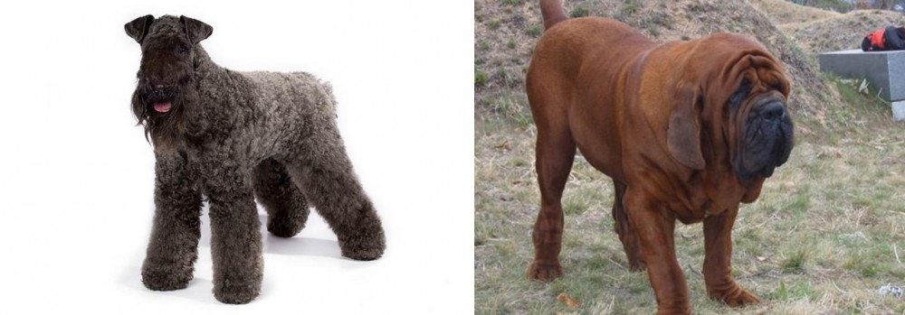 Korean Mastiff vs Kerry Blue Terrier - Breed Comparison