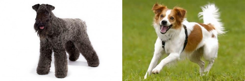 Kromfohrlander vs Kerry Blue Terrier - Breed Comparison