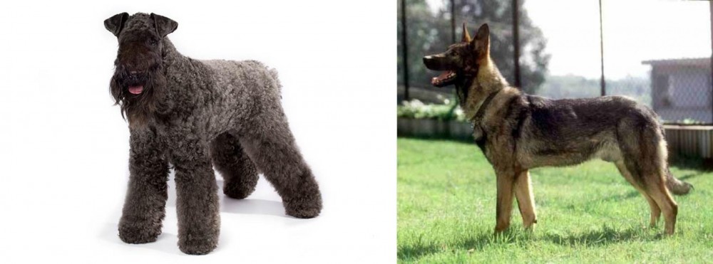 Kunming Dog vs Kerry Blue Terrier - Breed Comparison