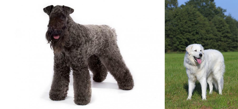 Kuvasz vs Kerry Blue Terrier - Breed Comparison