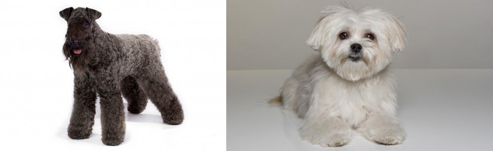 Kyi-Leo vs Kerry Blue Terrier - Breed Comparison