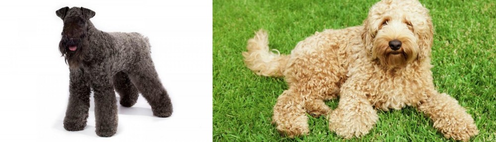 Labradoodle vs Kerry Blue Terrier - Breed Comparison
