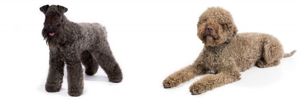 Lagotto Romagnolo vs Kerry Blue Terrier - Breed Comparison