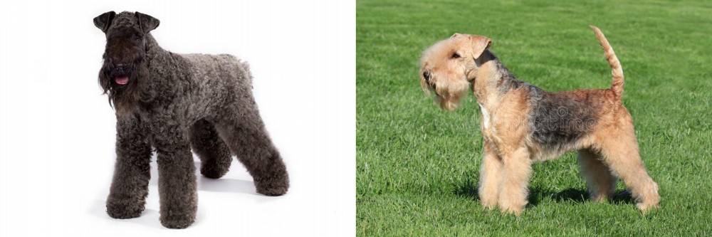 Lakeland Terrier vs Kerry Blue Terrier - Breed Comparison