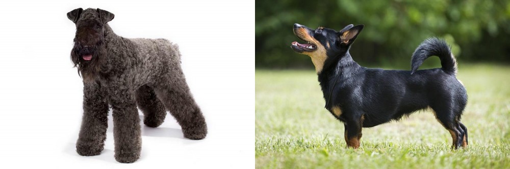 Lancashire Heeler vs Kerry Blue Terrier - Breed Comparison