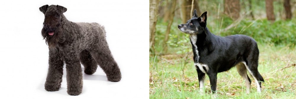 Lapponian Herder vs Kerry Blue Terrier - Breed Comparison