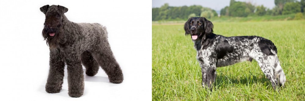 Large Munsterlander vs Kerry Blue Terrier - Breed Comparison