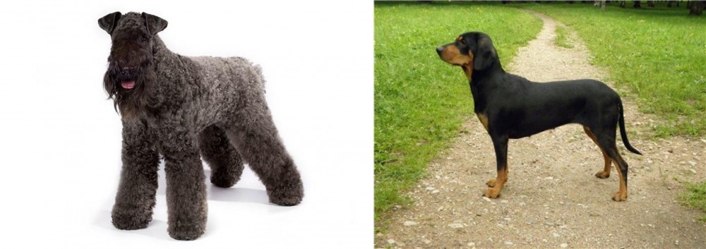 Latvian Hound vs Kerry Blue Terrier - Breed Comparison