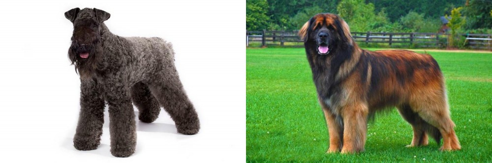 Leonberger vs Kerry Blue Terrier - Breed Comparison