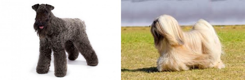 Lhasa Apso vs Kerry Blue Terrier - Breed Comparison