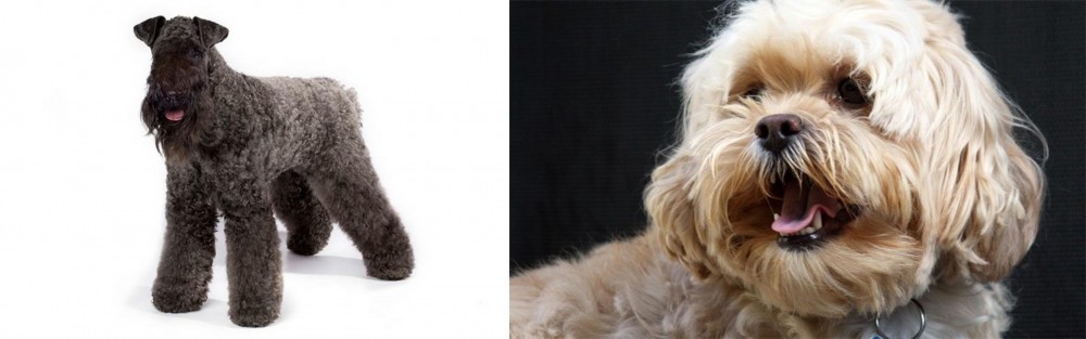 Lhasapoo vs Kerry Blue Terrier - Breed Comparison