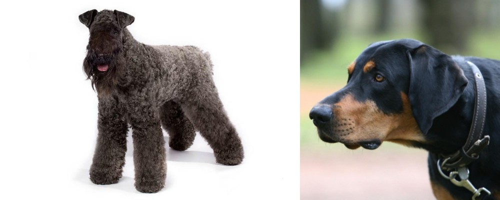 Lithuanian Hound vs Kerry Blue Terrier - Breed Comparison