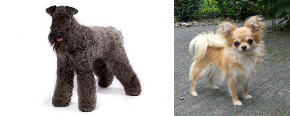 Long Haired Chihuahua vs Kerry Blue Terrier - Breed Comparison