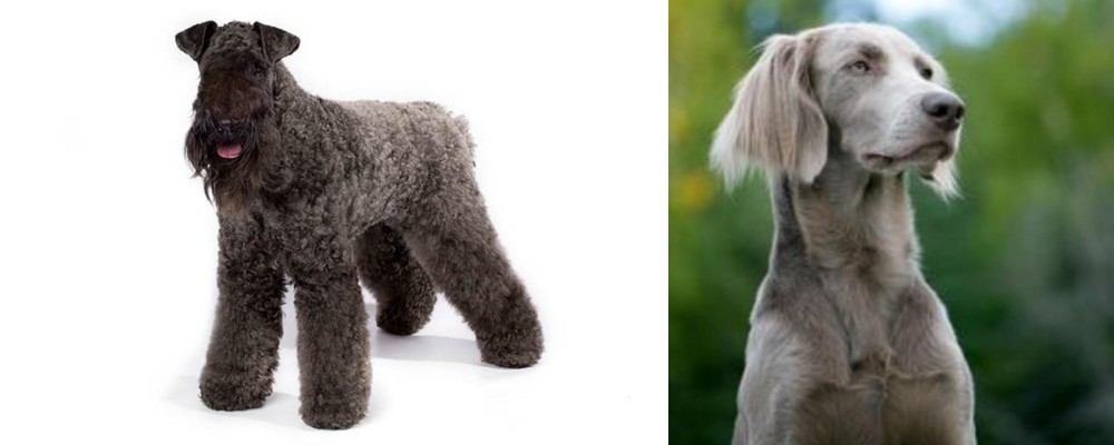 Longhaired Weimaraner vs Kerry Blue Terrier - Breed Comparison