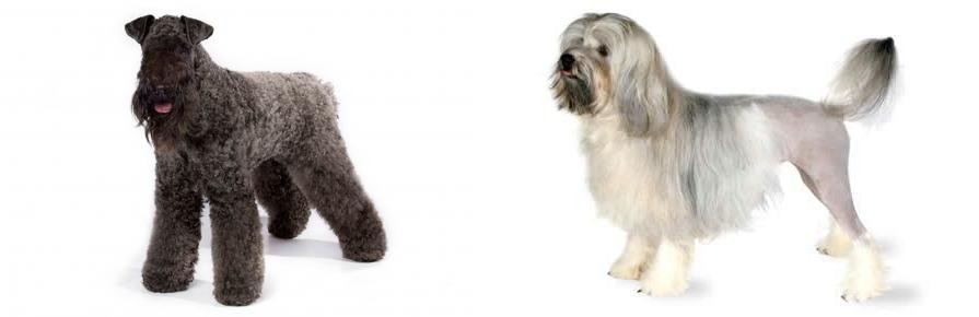 Lowchen vs Kerry Blue Terrier - Breed Comparison
