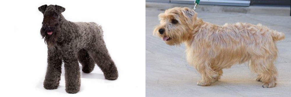 Lucas Terrier vs Kerry Blue Terrier - Breed Comparison