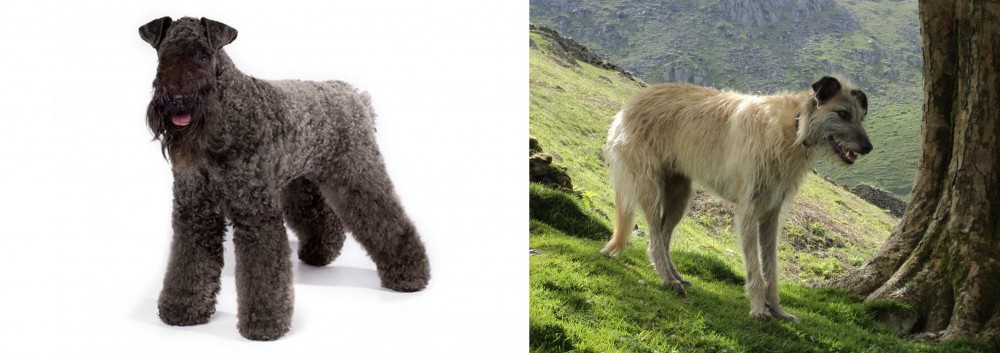 Lurcher vs Kerry Blue Terrier - Breed Comparison