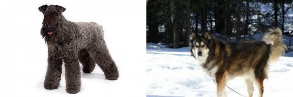 Mackenzie River Husky vs Kerry Blue Terrier - Breed Comparison
