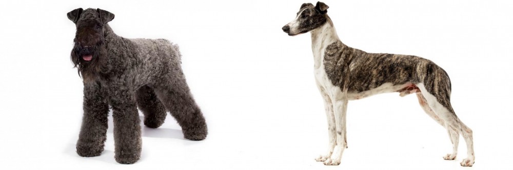 Magyar Agar vs Kerry Blue Terrier - Breed Comparison