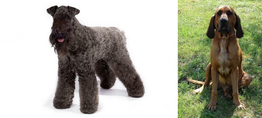 Majestic Tree Hound vs Kerry Blue Terrier - Breed Comparison