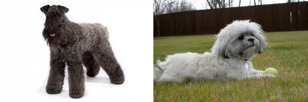 Mal-Shi vs Kerry Blue Terrier - Breed Comparison