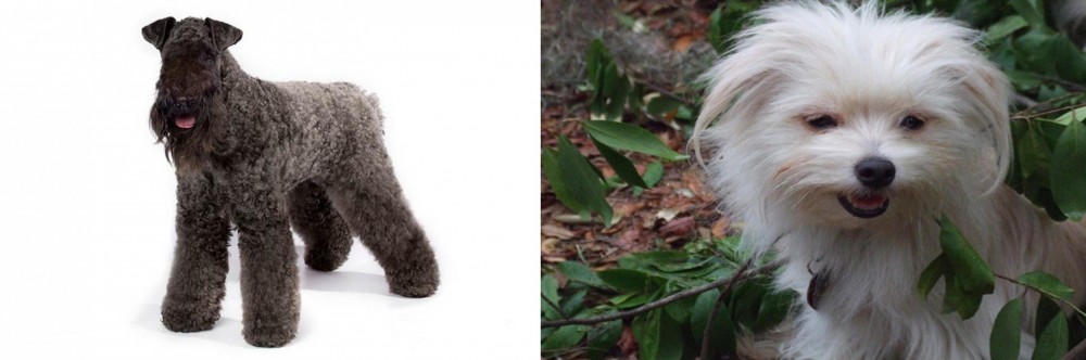Malti-Pom vs Kerry Blue Terrier - Breed Comparison