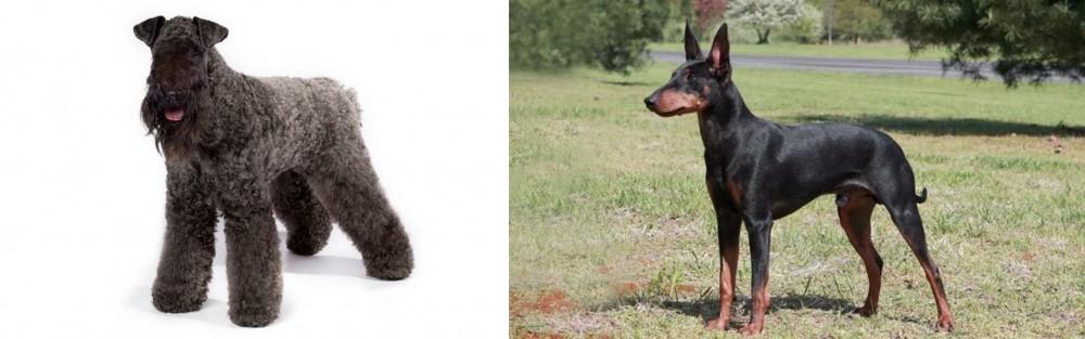 Manchester Terrier vs Kerry Blue Terrier - Breed Comparison