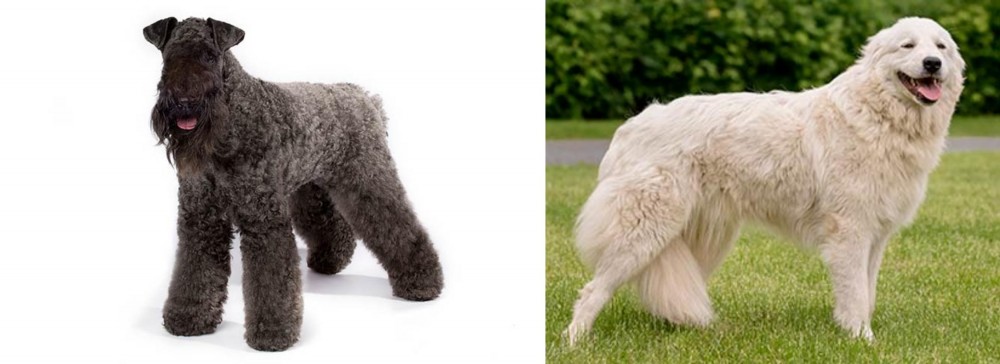 Maremma Sheepdog vs Kerry Blue Terrier - Breed Comparison