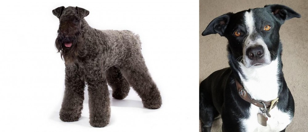 McNab vs Kerry Blue Terrier - Breed Comparison