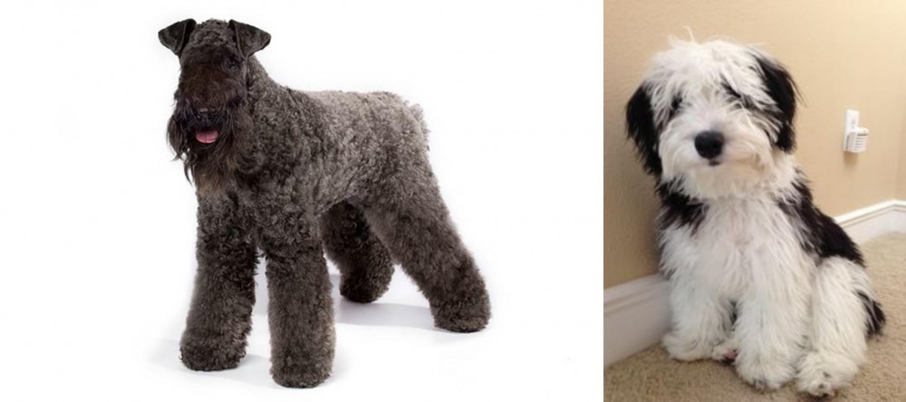 Mini Sheepadoodles vs Kerry Blue Terrier - Breed Comparison