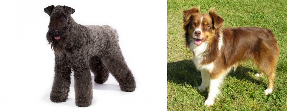 Miniature Australian Shepherd vs Kerry Blue Terrier - Breed Comparison