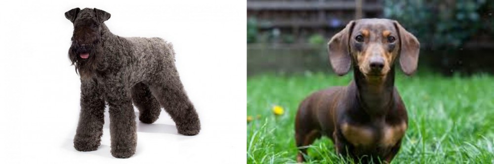 Miniature Dachshund vs Kerry Blue Terrier - Breed Comparison