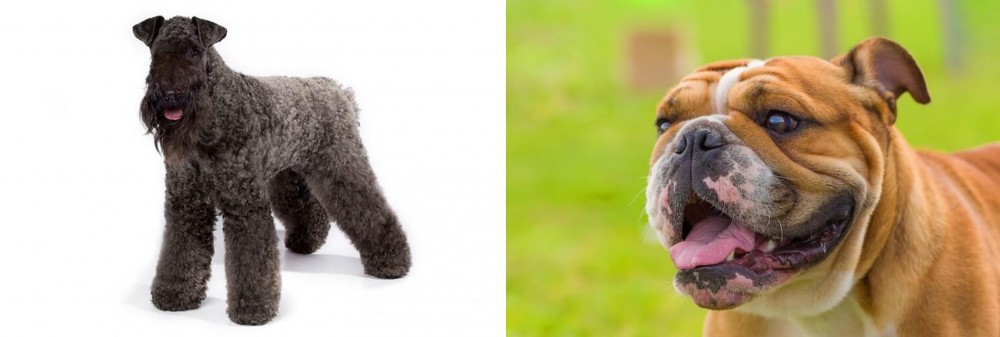 Miniature English Bulldog vs Kerry Blue Terrier - Breed Comparison