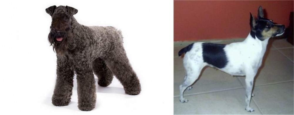 Miniature Fox Terrier vs Kerry Blue Terrier - Breed Comparison