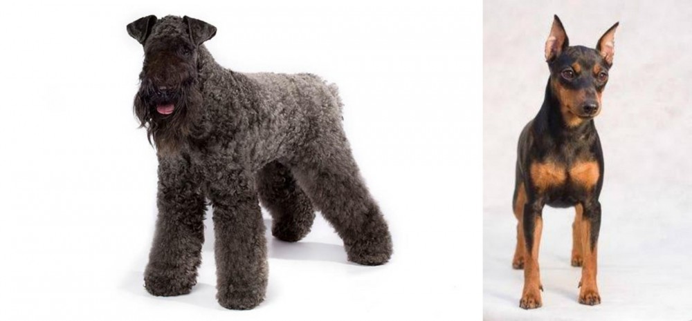 Miniature Pinscher vs Kerry Blue Terrier - Breed Comparison