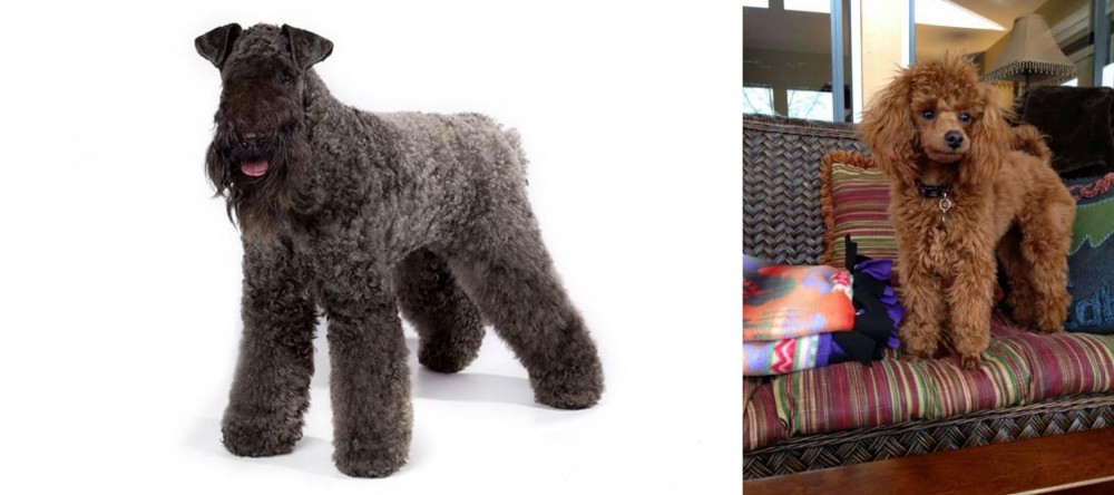 Miniature Poodle vs Kerry Blue Terrier - Breed Comparison